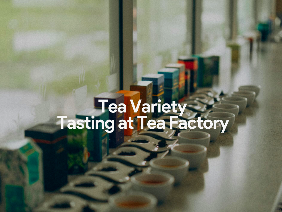 Tea Variety Tasting at Tea Factory